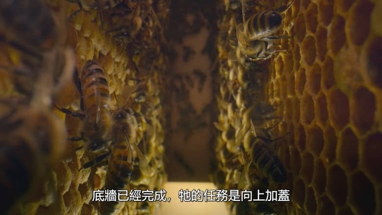 国家地理《蜜蜂的秘密 Secrets of the Bees 2026》全2集 英语多国字幕 无水印纯净版 1080P/MKV/4.7G 蜜蜂之谜插图3