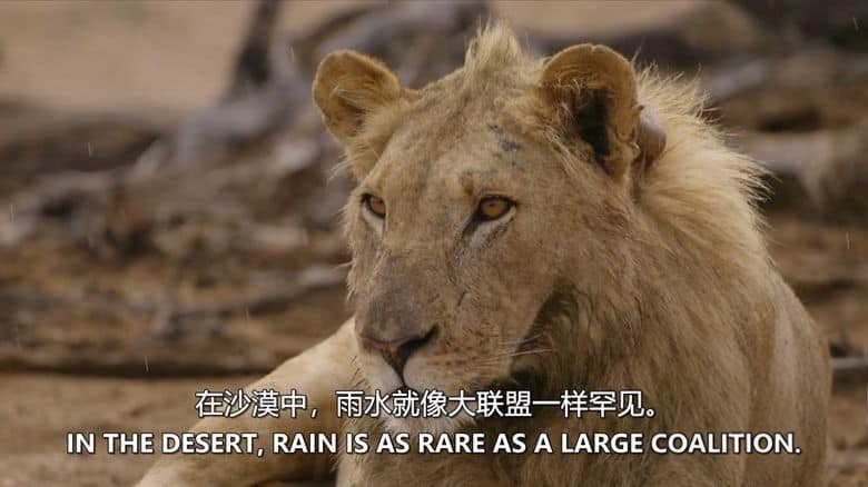 美国纪录片《沙漠狮王 King of the Desert Lions 2018》英语中英双字 无水印纯净版 1080P/MKV/2.71G 沙漠狮王插图3