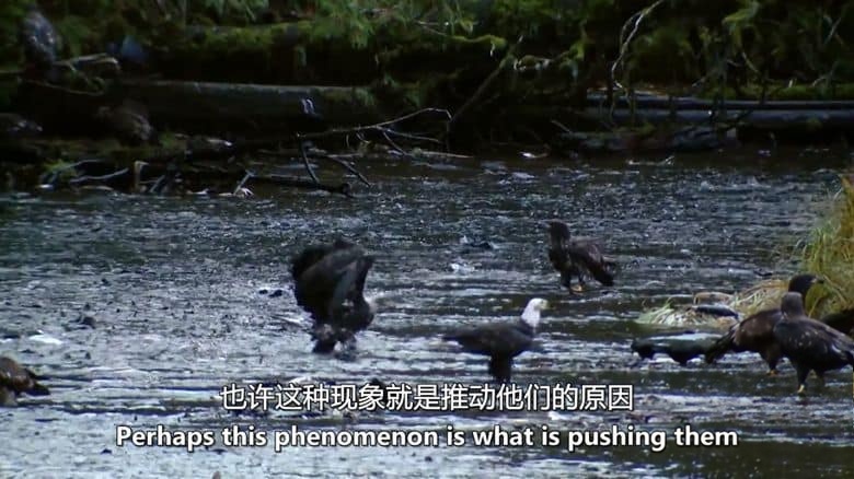 美国纪录片《狼:海洋哺乳动物 The Wolf:Marine Mammal 2015》英语中英双字 无水印纯净版 1080P/MKV/3.04G 进化中的狼插图4 美国纪录片《狼:海洋哺乳动物 The Wolf:Marine Mammal 2015》英语中英双字 无水印纯净版 1080P/MKV/3.04G 进化中的狼插图4