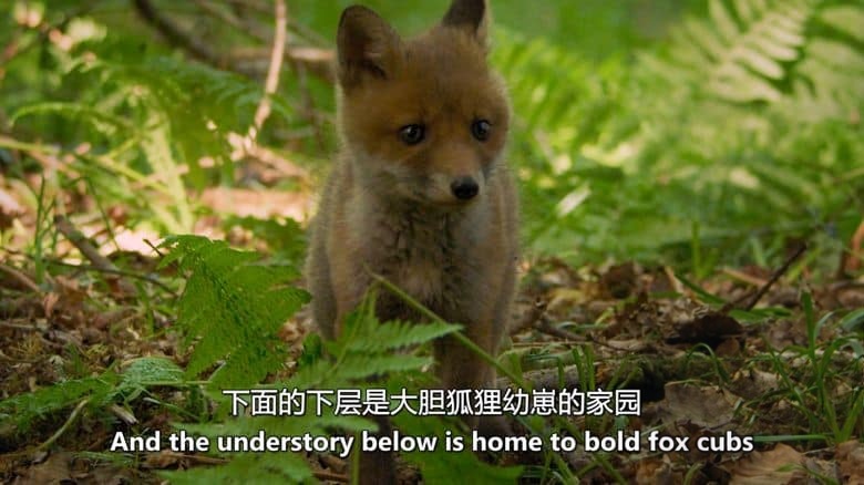 史密森尼频道《皇室的古老森林 The Crown’s Ancient Forest 2021》英语中英双字 无水印纯净版 1080P/MKV/3.04G 生态多样性插图3 史密森尼频道《皇室的古老森林 The Crown’s Ancient Forest 2021》英语中英双字 无水印纯净版 1080P/MKV/3.04G 生态多样性插图3
