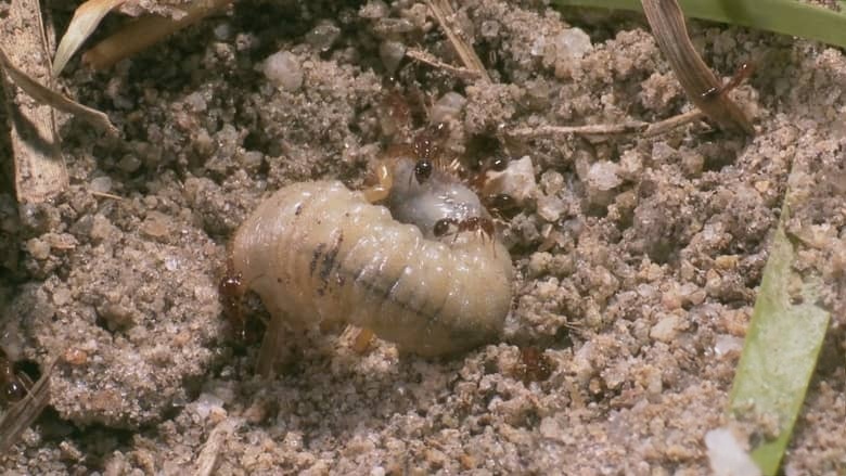 美国纪录片《红火蚁:无敌军队 Fire Ants: The Invincible Army 2012》英语中英双字 无水印纯净版 1080P/MKV/3.49G 红火蚁入侵插图4 美国纪录片《红火蚁:无敌军队 Fire Ants: The Invincible Army 2012》英语中英双字 无水印纯净版 1080P/MKV/3.49G 红火蚁入侵插图4