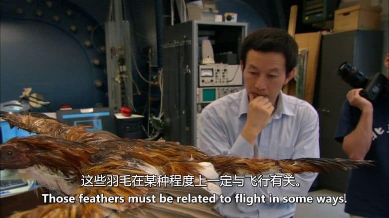 PBS纪录片《四翼恐龙 The Four-Winged Dinosaur 2008》英语中英双字 无水印纯净版 1080P/MKV/3.69G 恐龙纪录片插图5 PBS纪录片《四翼恐龙 The Four-Winged Dinosaur 2008》英语中英双字 无水印纯净版 1080P/MKV/3.69G 恐龙纪录片插图5