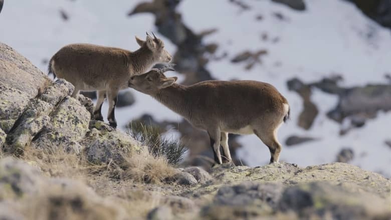西班牙纪录片《耶尔特 樱桃谷的野生动物 Jerte, Wildlife in the Cherry Valley 2017》英语中英双字 无水印纯净版 1080P/MKV/4.49G 西班牙樱桃谷插图2 西班牙纪录片《耶尔特 樱桃谷的野生动物 Jerte, Wildlife in the Cherry Valley 2017》英语中英双字 无水印纯净版 1080P/MKV/4.49G 西班牙樱桃谷插图2