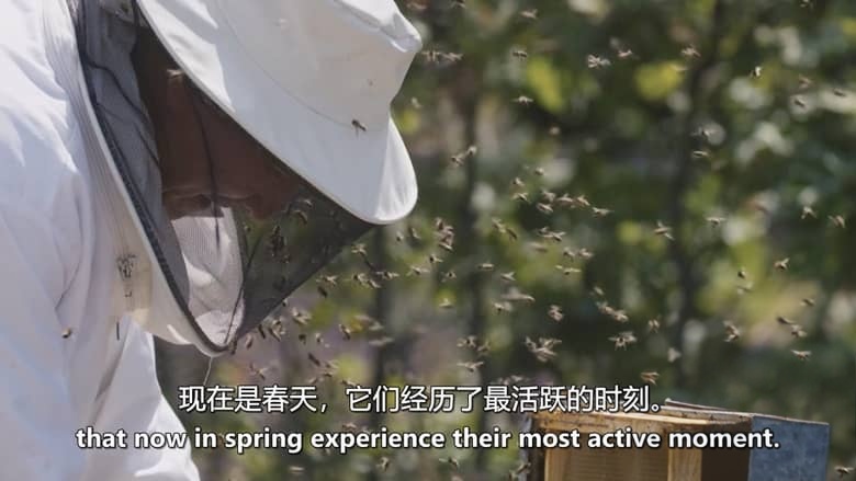 西班牙纪录片《耶尔特 樱桃谷的野生动物 Jerte, Wildlife in the Cherry Valley 2017》英语中英双字 无水印纯净版 1080P/MKV/4.49G 西班牙樱桃谷插图4 西班牙纪录片《耶尔特 樱桃谷的野生动物 Jerte, Wildlife in the Cherry Valley 2017》英语中英双字 无水印纯净版 1080P/MKV/4.49G 西班牙樱桃谷插图4