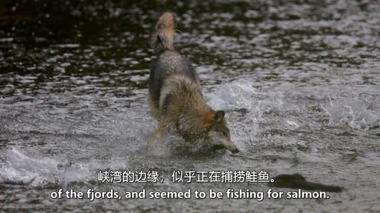 美国纪录片《狼:海洋哺乳动物 The Wolf:Marine Mammal 2015》英语中英双字 无水印纯净版 1080P/MKV/3.04G 进化中的狼插图1 美国纪录片《狼:海洋哺乳动物 The Wolf:Marine Mammal 2015》英语中英双字 无水印纯净版 1080P/MKV/3.04G 进化中的狼插图1