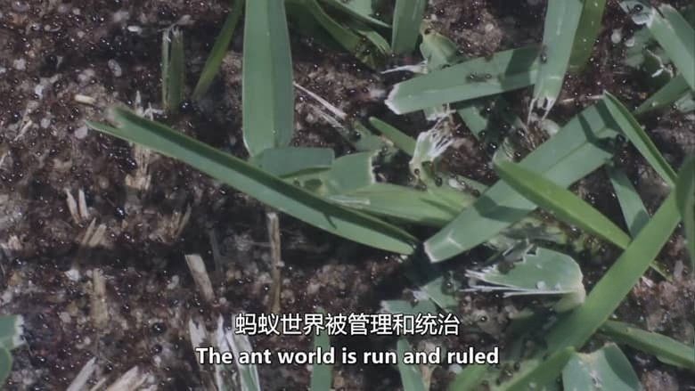 美国纪录片《红火蚁:无敌军队 Fire Ants: The Invincible Army 2012》英语中英双字 无水印纯净版 1080P/MKV/3.49G 红火蚁入侵插图2 美国纪录片《红火蚁:无敌军队 Fire Ants: The Invincible Army 2012》英语中英双字 无水印纯净版 1080P/MKV/3.49G 红火蚁入侵插图2