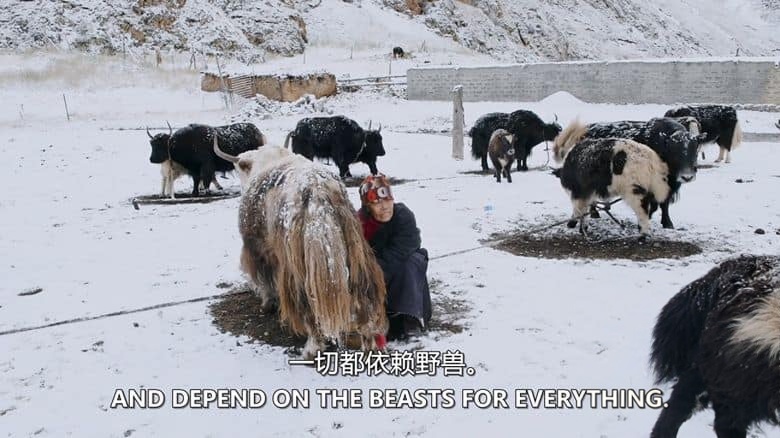 史密森尼频道《雪豹的冰冻王国 Survival of the Snow Leopard 2020》英语中英双字 无水印纯净版 1080P/MKV/4.57G 西藏雪豹插图5 史密森尼频道《雪豹的冰冻王国 Survival of the Snow Leopard 2020》英语中英双字 无水印纯净版 1080P/MKV/4.57G 西藏雪豹插图5