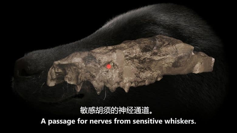 PBS纪录片《哺乳动物的崛起 Rise of the Mammals 2019》英语中英双字 无水印纯净版 1080P/MKV/2.53G 哺乳动物插图1 PBS纪录片《哺乳动物的崛起 Rise of the Mammals 2019》英语中英双字 无水印纯净版 1080P/MKV/2.53G 哺乳动物插图1