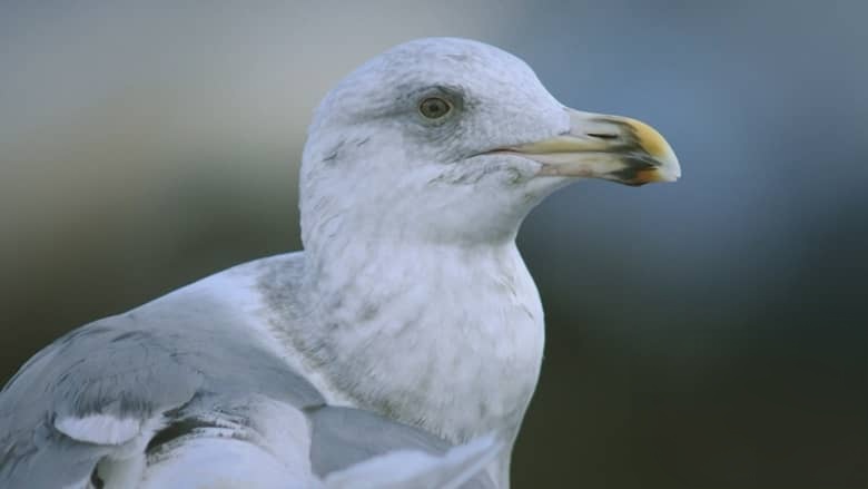 加拿大纪录片《鸟类命名 Bird Names 2026》英语中英双字 无水印纯净版 1080P/MKV/972M 鸟名风云插图1