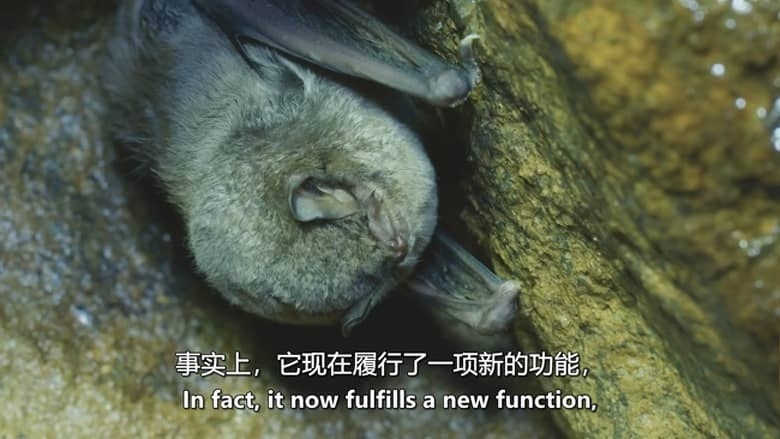 西班牙纪录片《耶尔特 樱桃谷的野生动物 Jerte, Wildlife in the Cherry Valley 2017》英语中英双字 无水印纯净版 1080P/MKV/4.49G 西班牙樱桃谷插图3 西班牙纪录片《耶尔特 樱桃谷的野生动物 Jerte, Wildlife in the Cherry Valley 2017》英语中英双字 无水印纯净版 1080P/MKV/4.49G 西班牙樱桃谷插图3