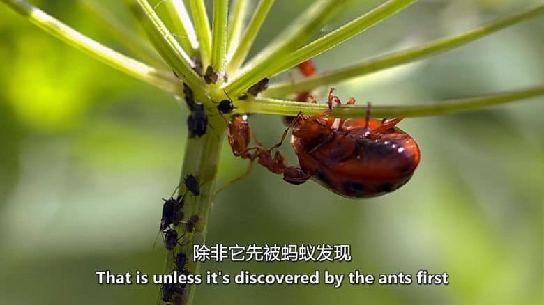 美国纪录片《生命的旋转木马 Carousel of Life》英语中英双字 无水印纯净版 1080P/MKV/5.04G 果园生态系统插图3 美国纪录片《生命的旋转木马 Carousel of Life》英语中英双字 无水印纯净版 1080P/MKV/5.04G 果园生态系统插图3