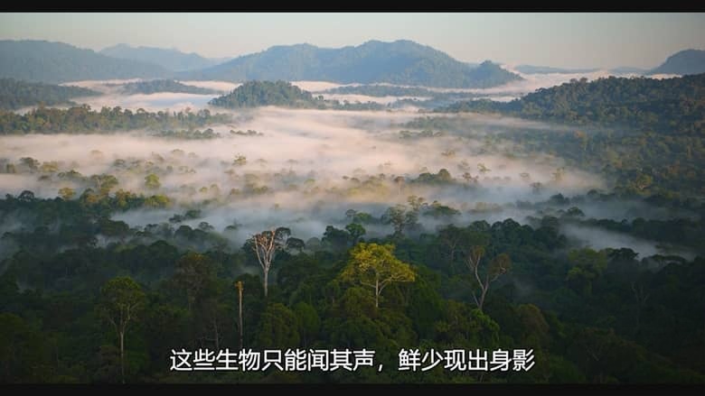 迪士尼纪录片《红毛猩猩 Orangutan 2026》英语多国字幕 无水印纯净版 1080P/MKV/4.59G 红毛猩猩插图1 迪士尼纪录片《红毛猩猩 Orangutan 2026》英语多国字幕 无水印纯净版 1080P/MKV/4.59G 红毛猩猩插图1