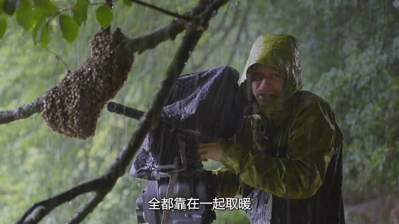 国家地理《蜜蜂的秘密 Secrets of the Bees 2026》全2集 英语多国字幕 无水印纯净版 1080P/MKV/4.7G 蜜蜂之谜插图1