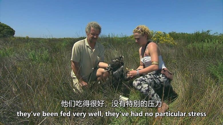 美国纪录片《黑鹞的秘密生活 Secret Life of the Circler 2013》英语中英双字 无水印纯净版 1080P/MKV/4.18G 非洲黑鹞插图5 美国纪录片《黑鹞的秘密生活 Secret Life of the Circler 2013》英语中英双字 无水印纯净版 1080P/MKV/4.18G 非洲黑鹞插图5