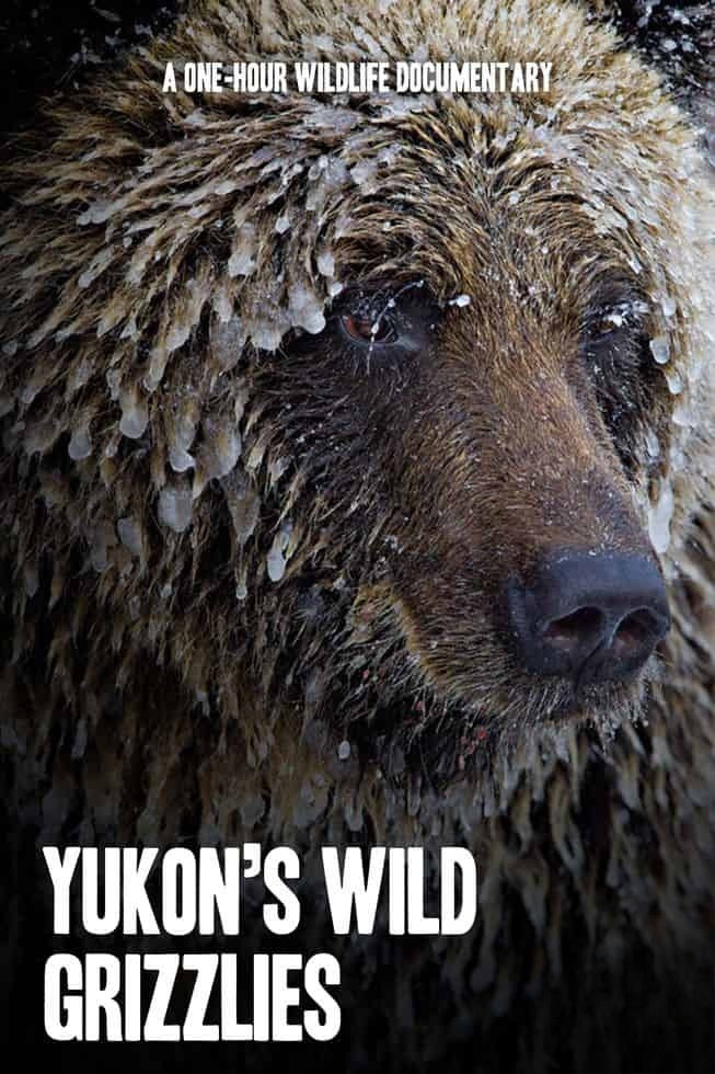 加拿大纪录片《育空野生灰熊 Yukon’s Wild Grizzlies 2021》英语中英双字 无水印纯净版 1080P/MKV/3.91G 野生灰熊插图