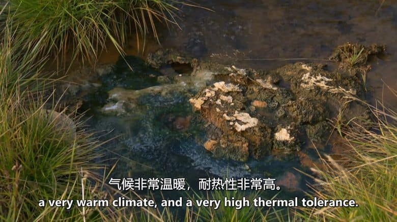美国纪录片《灰冰中的生命 Life From Ash Ice 2013》英语中英双字 无水印纯净版 1080P/MKV/2.29G 冰川下的火山生命插图5 美国纪录片《灰冰中的生命 Life From Ash Ice 2013》英语中英双字 无水印纯净版 1080P/MKV/2.29G 冰川下的火山生命插图5