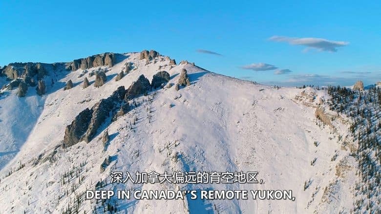 加拿大纪录片《育空野生灰熊 Yukon’s Wild Grizzlies 2021》英语中英双字 无水印纯净版 1080P/MKV/3.91G 野生灰熊插图1