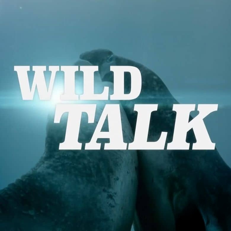 BBC纪录片《动物间的沟通 Conaltradh Creutairean/Wild Talk 2026》全5集 英语英字 无水印纯净版 1080P/MKV/5G 动物的交流插图 BBC纪录片《动物间的沟通 Conaltradh Creutairean/Wild Talk 2026》全5集 英语英字 无水印纯净版 1080P/MKV/5G 动物的交流插图