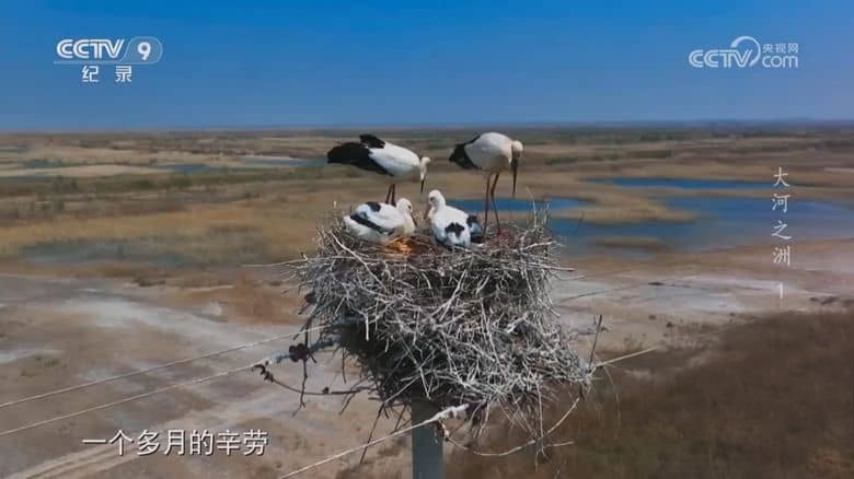 央视纪录片《大河之洲 Life at the Yellow River Delta 2024》全3集 国语中字 720P/MP4/2.09G 黄河生态保护插图2 央视纪录片《大河之洲 Life at the Yellow River Delta 2024》全3集 国语中字 720P/MP4/2.09G 黄河生态保护插图2