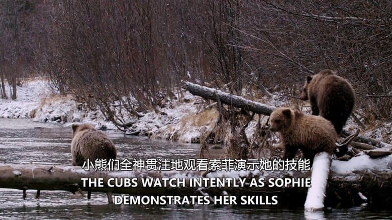 加拿大纪录片《育空野生灰熊 Yukon’s Wild Grizzlies 2021》英语中英双字 无水印纯净版 1080P/MKV/3.91G 野生灰熊插图4