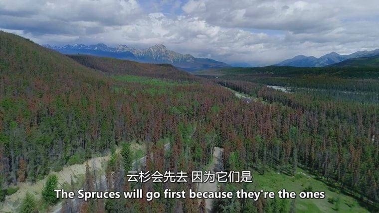 加拿大纪录片《北方 Borealis 2020》英语中英双字 无水印纯净版 1080P/MKV/6.44G 加拿大北方森林插图4 加拿大纪录片《北方 Borealis 2020》英语中英双字 无水印纯净版 1080P/MKV/6.44G 加拿大北方森林插图4