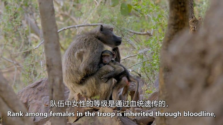 史密森尼频道《灵长王国 Land of Primates 2020》第一季全8集 英语中英双字 无水印纯净版 1080P/MKV/27G 灵长类动物插图5 史密森尼频道《灵长王国 Land of Primates 2020》第一季全8集 英语中英双字 无水印纯净版 1080P/MKV/27G 灵长类动物插图5