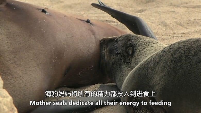 美国纪录片《非洲原始海洋 Africas Primeval Oceans 2012》英语中英双字 无水印纯净版 1080P/MKV/3.86G 非洲海洋插图4 美国纪录片《非洲原始海洋 Africas Primeval Oceans 2012》英语中英双字 无水印纯净版 1080P/MKV/3.86G 非洲海洋插图4