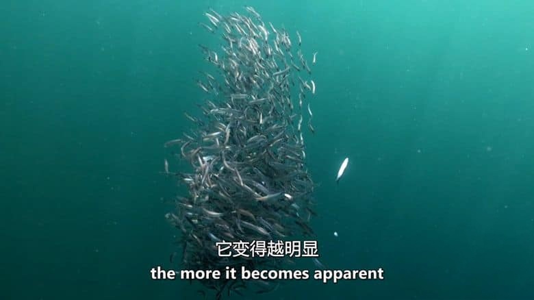 爱尔兰纪录片《北大西洋:黑暗的海洋 North Atlantic: The Dark Ocean 2023》全3集 英语中英双字 无水印纯净版 1080P/MKV/11.3G 北大西洋插图2 爱尔兰纪录片《北大西洋:黑暗的海洋 North Atlantic: The Dark Ocean 2023》全3集 英语中英双字 无水印纯净版 1080P/MKV/11.3G 北大西洋插图2