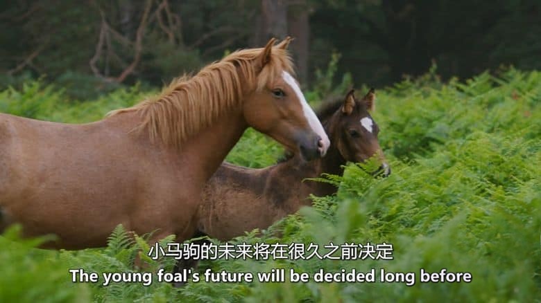 史密森尼频道《皇室的古老森林 The Crown’s Ancient Forest 2021》英语中英双字 无水印纯净版 1080P/MKV/3.04G 生态多样性插图4 史密森尼频道《皇室的古老森林 The Crown’s Ancient Forest 2021》英语中英双字 无水印纯净版 1080P/MKV/3.04G 生态多样性插图4