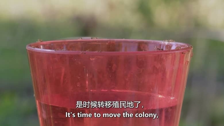 美国纪录片《红火蚁:无敌军队 Fire Ants: The Invincible Army 2012》英语中英双字 无水印纯净版 1080P/MKV/3.49G 红火蚁入侵插图5 美国纪录片《红火蚁:无敌军队 Fire Ants: The Invincible Army 2012》英语中英双字 无水印纯净版 1080P/MKV/3.49G 红火蚁入侵插图5