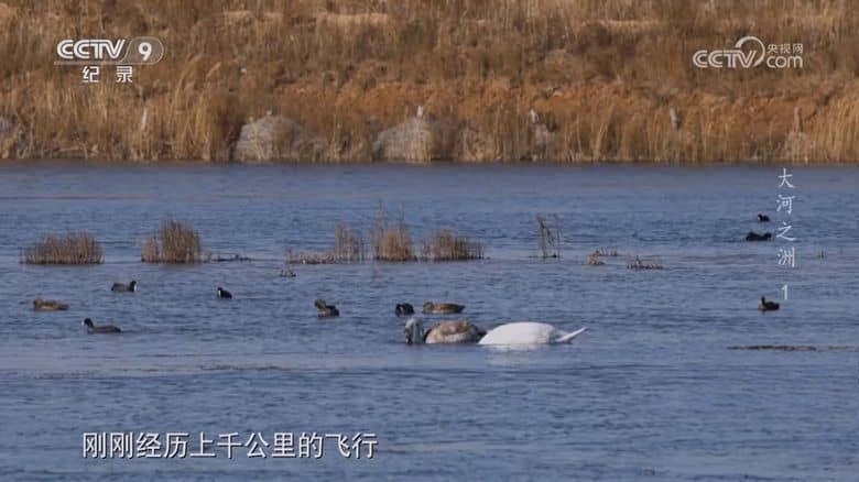 央视纪录片《大河之洲 Life at the Yellow River Delta 2024》全3集 国语中字 720P/MP4/2.09G 黄河生态保护插图7 央视纪录片《大河之洲 Life at the Yellow River Delta 2024》全3集 国语中字 720P/MP4/2.09G 黄河生态保护插图7