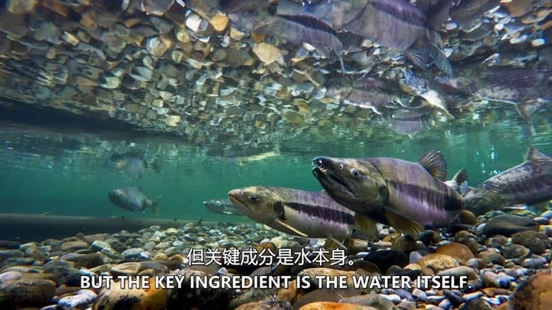 加拿大纪录片《育空野生灰熊 Yukon’s Wild Grizzlies 2021》英语中英双字 无水印纯净版 1080P/MKV/3.91G 野生灰熊插图2