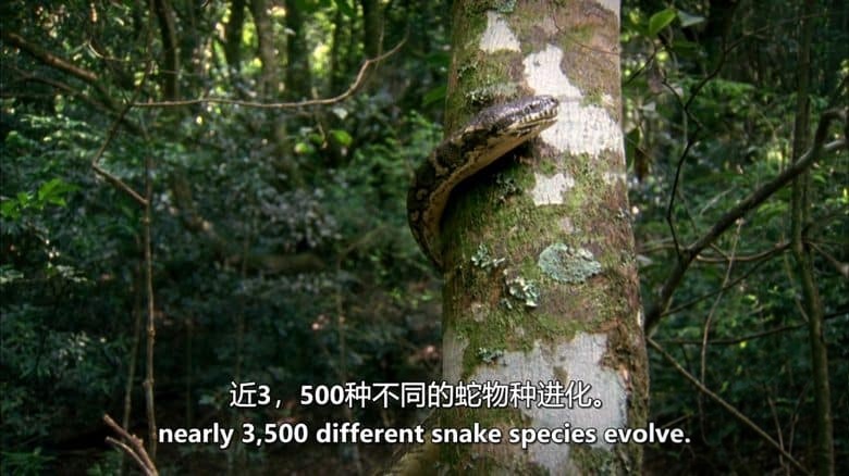 美国纪录片《荒野刺客 Wild Assassins 2023》第一季全8集 英语中英双字 无水印纯净版 1080P/MKV/20.9G 动物超能力插图7 美国纪录片《荒野刺客 Wild Assassins 2023》第一季全8集 英语中英双字 无水印纯净版 1080P/MKV/20.9G 动物超能力插图7