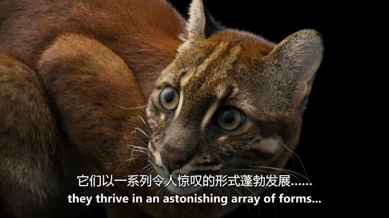 PBS纪录片《哺乳动物的崛起 Rise of the Mammals 2019》英语中英双字 无水印纯净版 1080P/MKV/2.53G 哺乳动物插图4 PBS纪录片《哺乳动物的崛起 Rise of the Mammals 2019》英语中英双字 无水印纯净版 1080P/MKV/2.53G 哺乳动物插图4