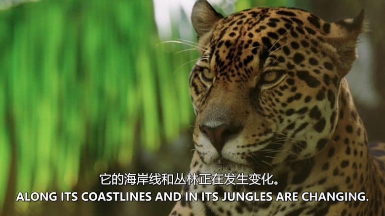 史密森尼频道《巴拿马的动物公路 Panama’s Animal Highway 2017》英语中英双字 无水印纯净版 1080P/MKV/3.62G 动物迁徙保护插图3 史密森尼频道《巴拿马的动物公路 Panama’s Animal Highway 2017》英语中英双字 无水印纯净版 1080P/MKV/3.62G 动物迁徙保护插图3