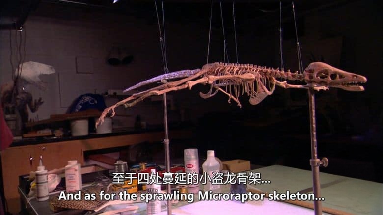 PBS纪录片《四翼恐龙 The Four-Winged Dinosaur 2008》英语中英双字 无水印纯净版 1080P/MKV/3.69G 恐龙纪录片插图4 PBS纪录片《四翼恐龙 The Four-Winged Dinosaur 2008》英语中英双字 无水印纯净版 1080P/MKV/3.69G 恐龙纪录片插图4