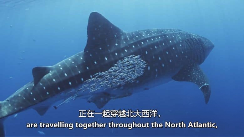 爱尔兰纪录片《北大西洋:黑暗的海洋 North Atlantic: The Dark Ocean 2023》全3集 英语中英双字 无水印纯净版 1080P/MKV/11.3G 北大西洋插图6 爱尔兰纪录片《北大西洋:黑暗的海洋 North Atlantic: The Dark Ocean 2023》全3集 英语中英双字 无水印纯净版 1080P/MKV/11.3G 北大西洋插图6