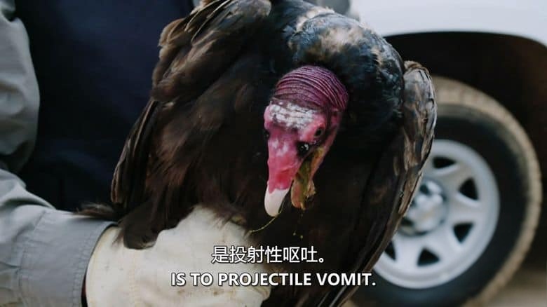 史密森尼频道《巴拿马的动物公路 Panama’s Animal Highway 2017》英语中英双字 无水印纯净版 1080P/MKV/3.62G 动物迁徙保护插图4 史密森尼频道《巴拿马的动物公路 Panama’s Animal Highway 2017》英语中英双字 无水印纯净版 1080P/MKV/3.62G 动物迁徙保护插图4