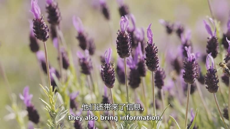 西班牙纪录片《耶尔特 樱桃谷的野生动物 Jerte, Wildlife in the Cherry Valley 2017》英语中英双字 无水印纯净版 1080P/MKV/4.49G 西班牙樱桃谷插图5 西班牙纪录片《耶尔特 樱桃谷的野生动物 Jerte, Wildlife in the Cherry Valley 2017》英语中英双字 无水印纯净版 1080P/MKV/4.49G 西班牙樱桃谷插图5