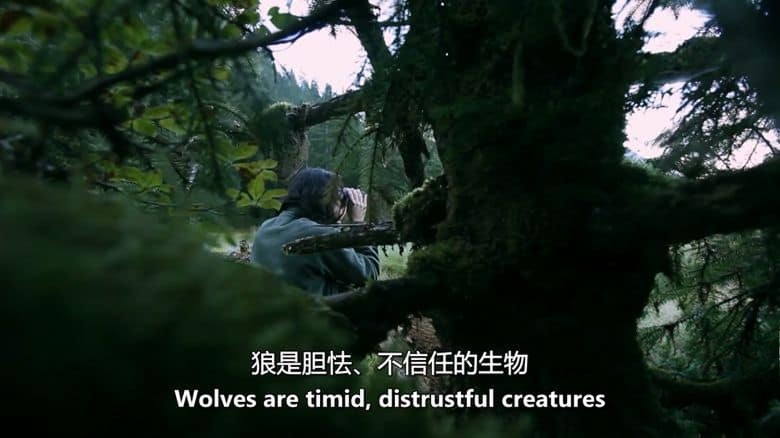 美国纪录片《狼:海洋哺乳动物 The Wolf:Marine Mammal 2015》英语中英双字 无水印纯净版 1080P/MKV/3.04G 进化中的狼插图2 美国纪录片《狼:海洋哺乳动物 The Wolf:Marine Mammal 2015》英语中英双字 无水印纯净版 1080P/MKV/3.04G 进化中的狼插图2