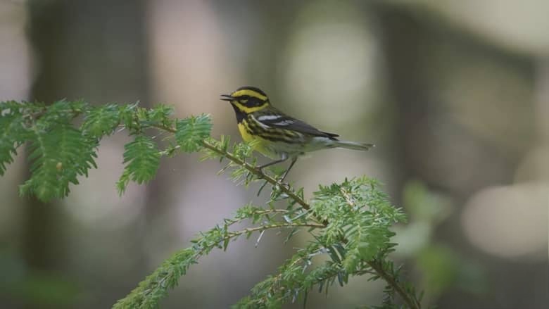 加拿大纪录片《鸟类命名 Bird Names 2026》英语中英双字 无水印纯净版 1080P/MKV/972M 鸟名风云插图6