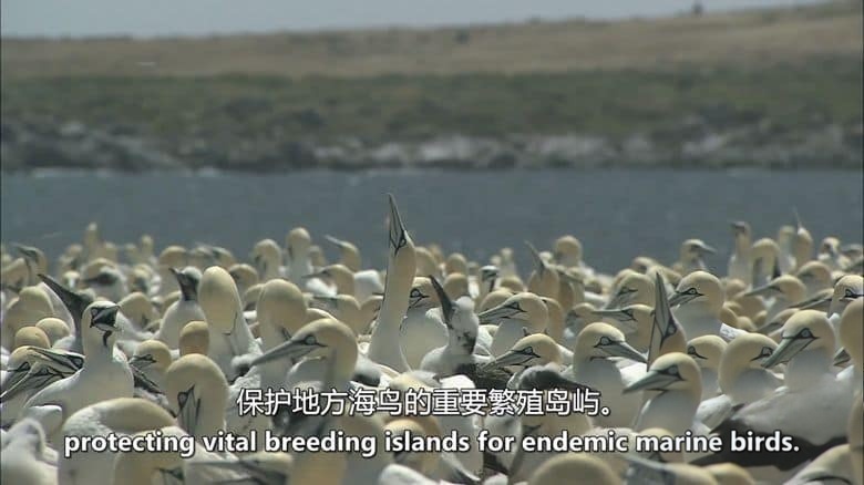 美国纪录片《黑鹞的秘密生活 Secret Life of the Circler 2013》英语中英双字 无水印纯净版 1080P/MKV/4.18G 非洲黑鹞插图2 美国纪录片《黑鹞的秘密生活 Secret Life of the Circler 2013》英语中英双字 无水印纯净版 1080P/MKV/4.18G 非洲黑鹞插图2