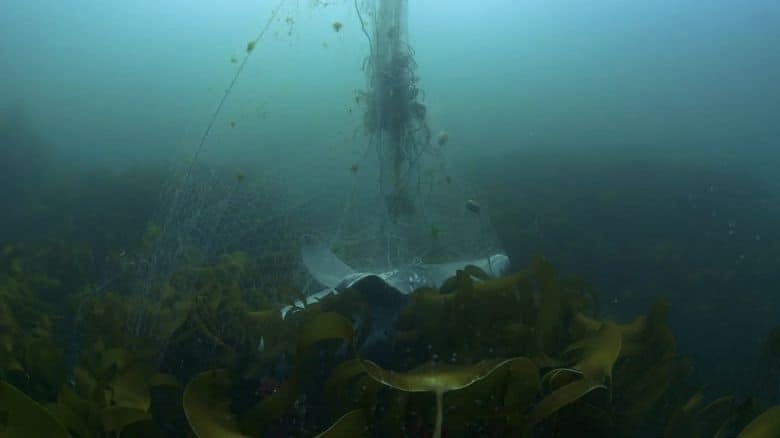 爱尔兰纪录片《北大西洋:黑暗的海洋 North Atlantic: The Dark Ocean 2023》全3集 英语中英双字 无水印纯净版 1080P/MKV/11.3G 北大西洋插图5 爱尔兰纪录片《北大西洋:黑暗的海洋 North Atlantic: The Dark Ocean 2023》全3集 英语中英双字 无水印纯净版 1080P/MKV/11.3G 北大西洋插图5