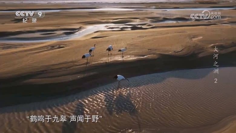 央视纪录片《大河之洲 Life at the Yellow River Delta 2024》全3集 国语中字 720P/MP4/2.09G 黄河生态保护插图3 央视纪录片《大河之洲 Life at the Yellow River Delta 2024》全3集 国语中字 720P/MP4/2.09G 黄河生态保护插图3