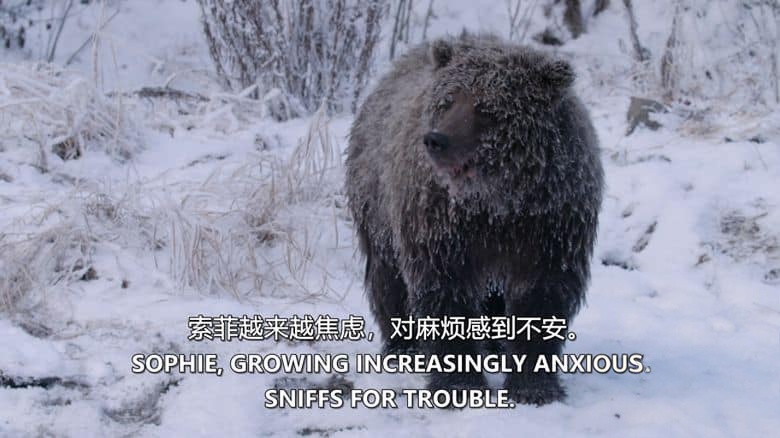 加拿大纪录片《育空野生灰熊 Yukon’s Wild Grizzlies 2021》英语中英双字 无水印纯净版 1080P/MKV/3.91G 野生灰熊插图5
