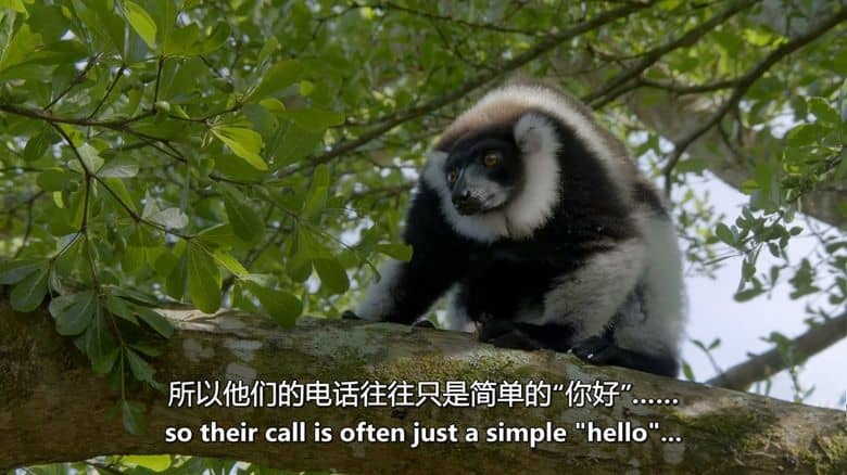 史密森尼频道《灵长王国 Land of Primates 2020》第一季全8集 英语中英双字 无水印纯净版 1080P/MKV/27G 灵长类动物插图4 史密森尼频道《灵长王国 Land of Primates 2020》第一季全8集 英语中英双字 无水印纯净版 1080P/MKV/27G 灵长类动物插图4