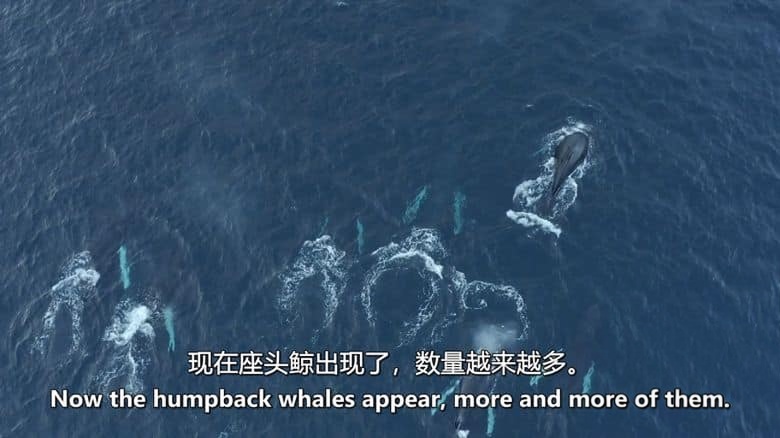 爱尔兰纪录片《北大西洋:黑暗的海洋 North Atlantic: The Dark Ocean 2023》全3集 英语中英双字 无水印纯净版 1080P/MKV/11.3G 北大西洋插图3 爱尔兰纪录片《北大西洋:黑暗的海洋 North Atlantic: The Dark Ocean 2023》全3集 英语中英双字 无水印纯净版 1080P/MKV/11.3G 北大西洋插图3