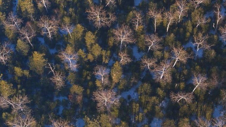 加拿大纪录片《北方 Borealis 2020》英语中英双字 无水印纯净版 1080P/MKV/6.44G 加拿大北方森林插图1 加拿大纪录片《北方 Borealis 2020》英语中英双字 无水印纯净版 1080P/MKV/6.44G 加拿大北方森林插图1
