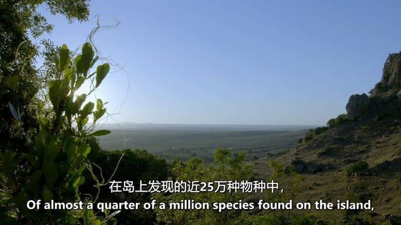 史密森尼频道《灵长王国 Land of Primates 2020》第一季全8集 英语中英双字 无水印纯净版 1080P/MKV/27G 灵长类动物插图2 史密森尼频道《灵长王国 Land of Primates 2020》第一季全8集 英语中英双字 无水印纯净版 1080P/MKV/27G 灵长类动物插图2