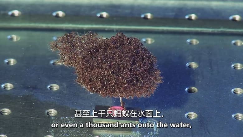 美国纪录片《红火蚁:无敌军队 Fire Ants: The Invincible Army 2012》英语中英双字 无水印纯净版 1080P/MKV/3.49G 红火蚁入侵插图3 美国纪录片《红火蚁:无敌军队 Fire Ants: The Invincible Army 2012》英语中英双字 无水印纯净版 1080P/MKV/3.49G 红火蚁入侵插图3
